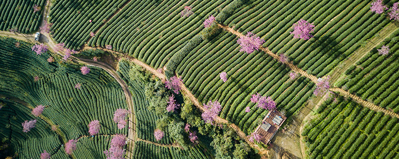 大理无量山的樱花开到何时 无量山的樱花花期是什么时候