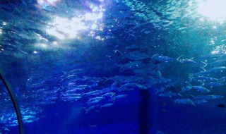 武汉海昌极地海洋公园预约技巧（武汉海昌极地海洋世界预约技巧）
