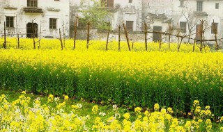 十一黄金周适合去哪里旅游（十一黄金周去哪里旅游人少景色美）