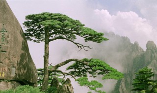 迎客松在哪个山 迎客松在哪个山顶