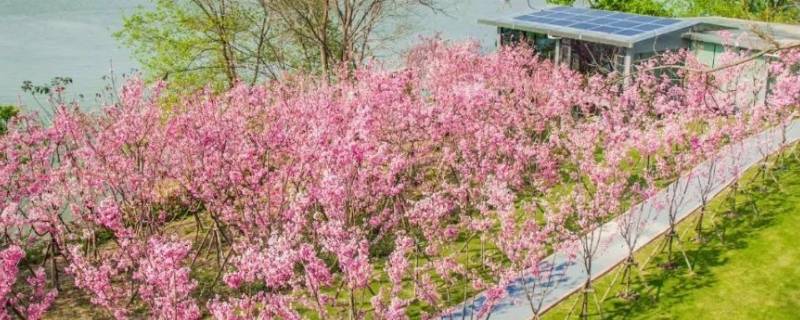 福州鲤鱼洲樱花岛在哪里（福州鲤鱼洲樱花岛在哪里怎么坐车）