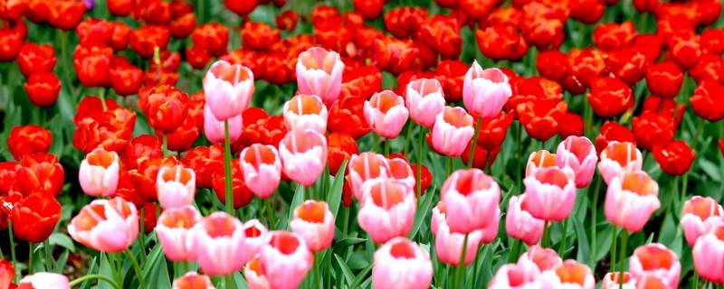 重庆郁金香花海在哪里（重庆花卉园的郁金香在哪里）